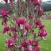 Magnolia "Burgundy Star"- Магнолия "Burgundy Star" 